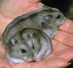 types of small hamsters